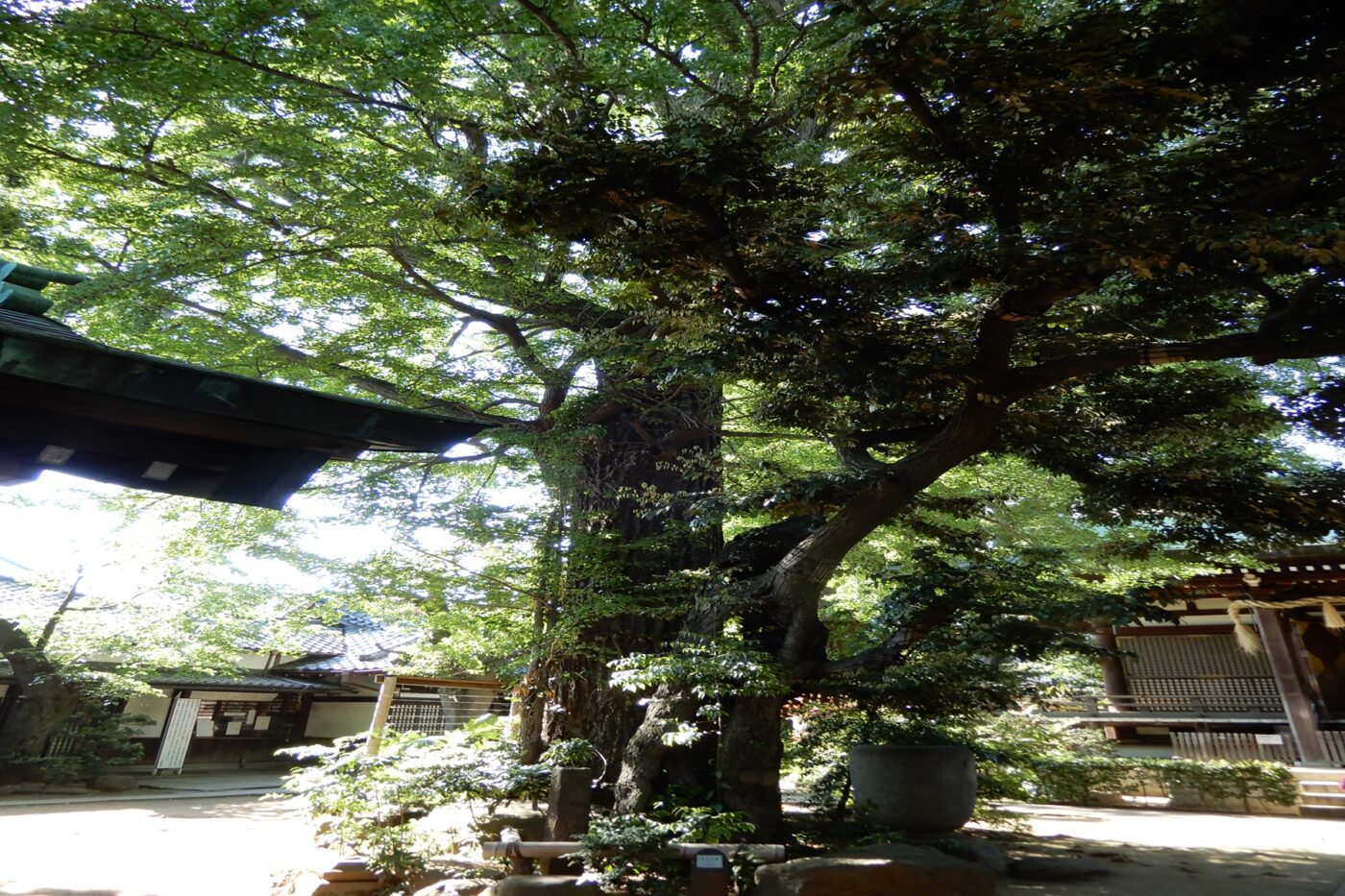 奥澤神社の写真