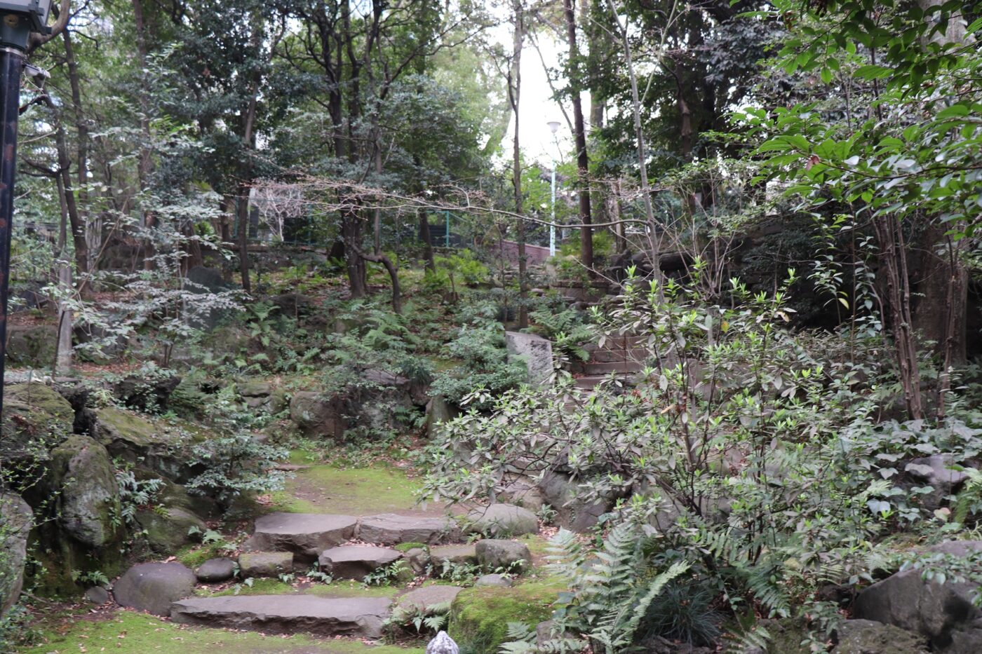 赤坂氷川神社の写真