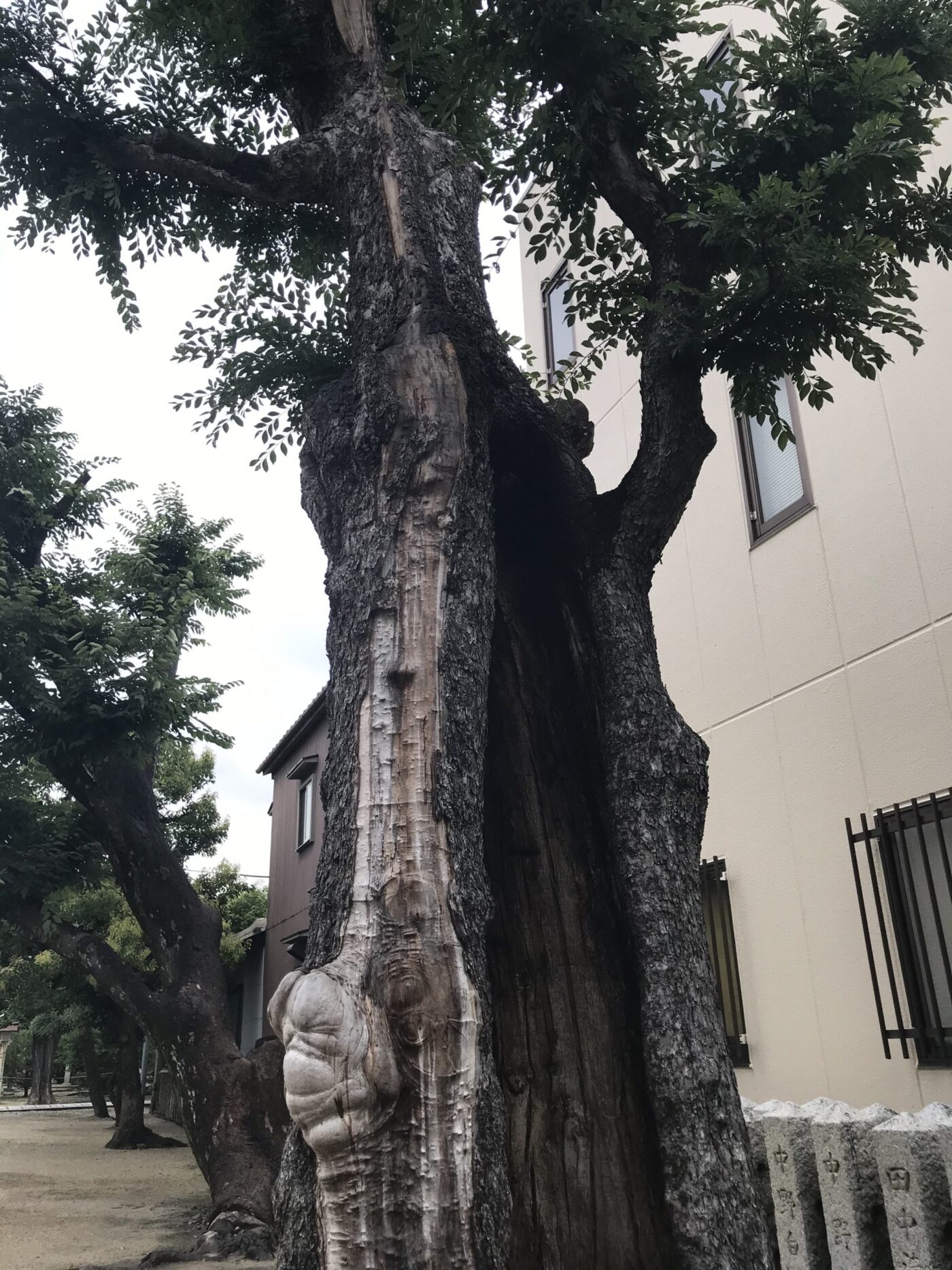 田島神社の写真